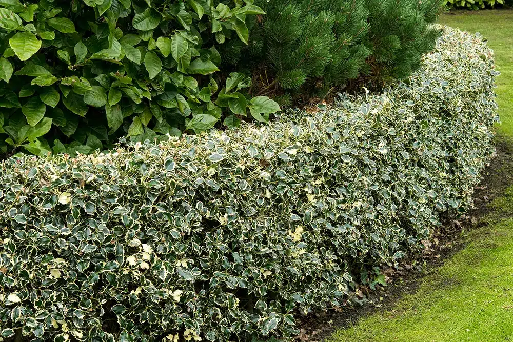 Holly Hedging
